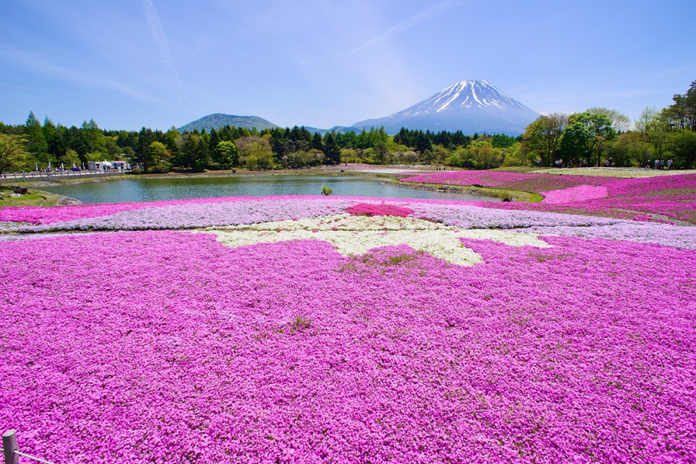 富士芝桜まつり事務局