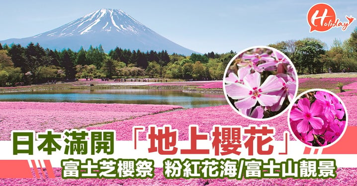 錯過睇櫻花都唔緊要！日本富士芝櫻祭  粉紅花海+富士山無敵靚景
