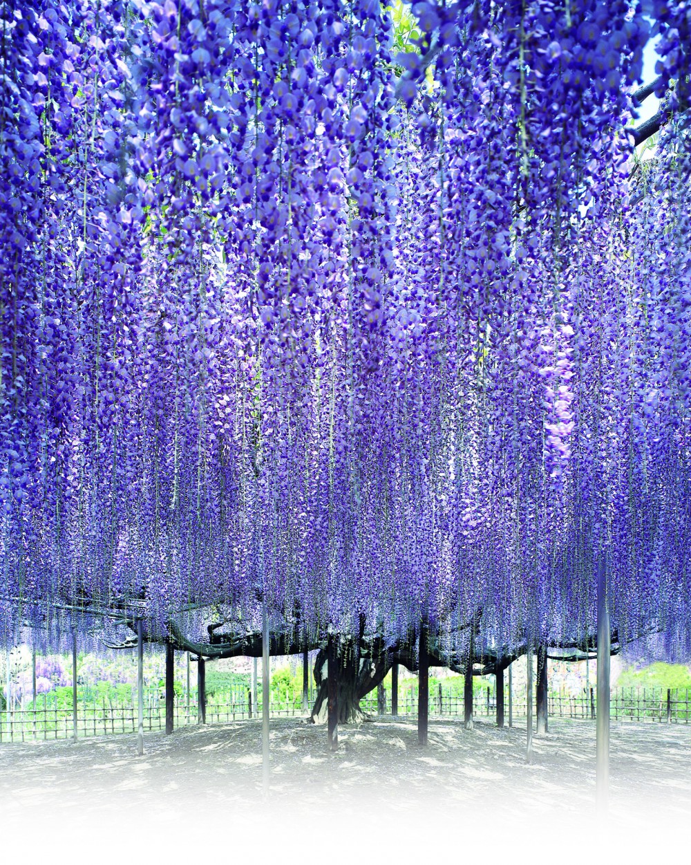足利花卉公園官網
