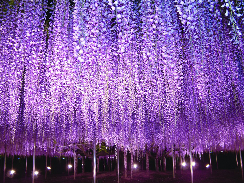 足利花卉公園官網