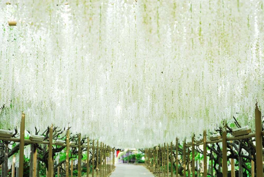 足利花卉公園官網