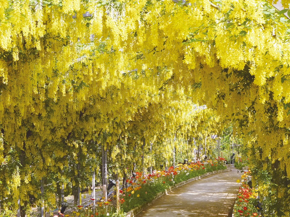 足利花卉公園官網