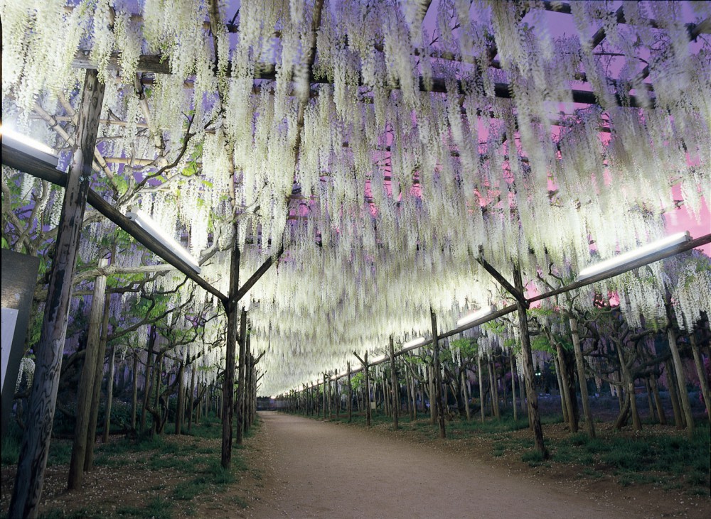 足利花卉公園官網
