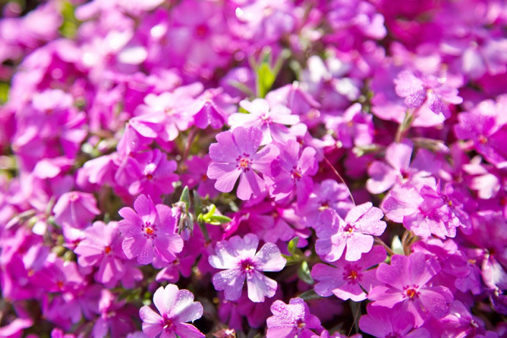 富士芝桜まつり事務局