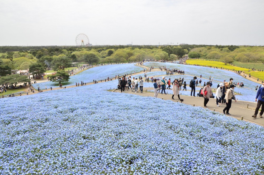 国営ひたち海浜公園