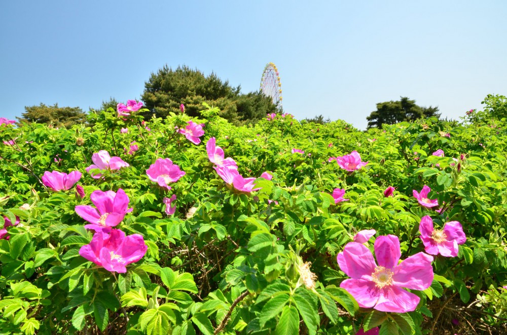 国営ひたち海浜公園