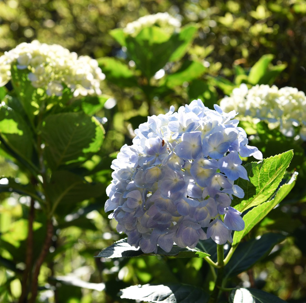 嘉道理農場暨植物園