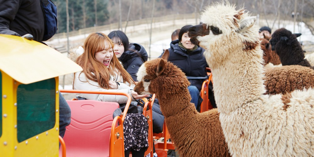 ALPACA WORLD