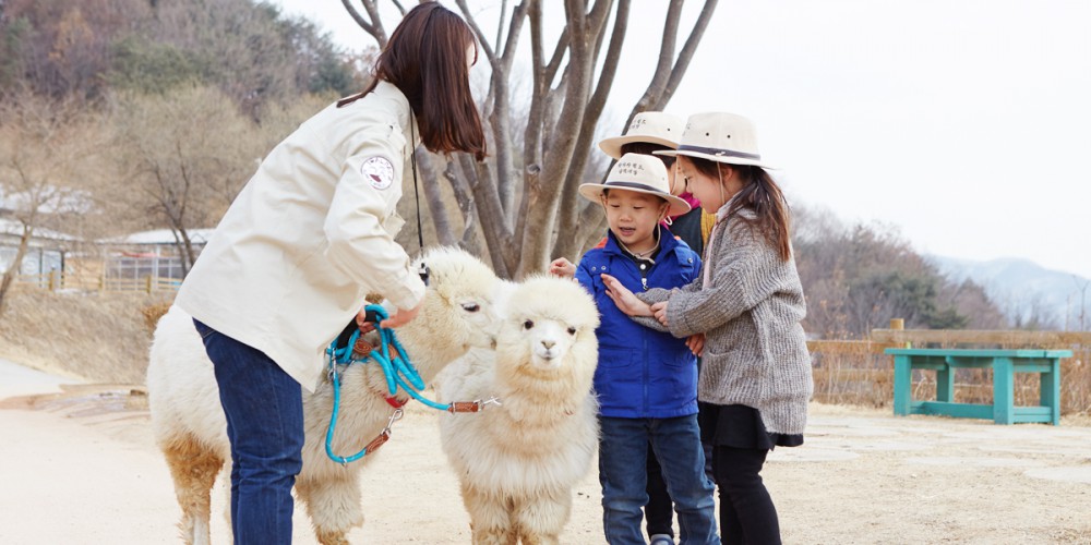 ALPACA WORLD