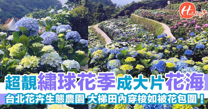 唔駛走到日本都睇到！台北超靚繡球花季成大片花海～大梯田內穿梭如被花包圍！