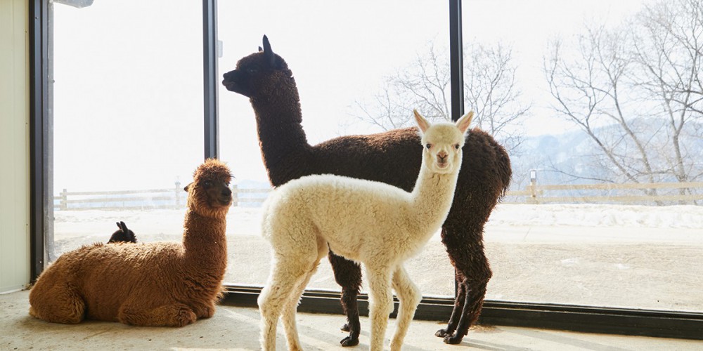 ALPACA WORLD