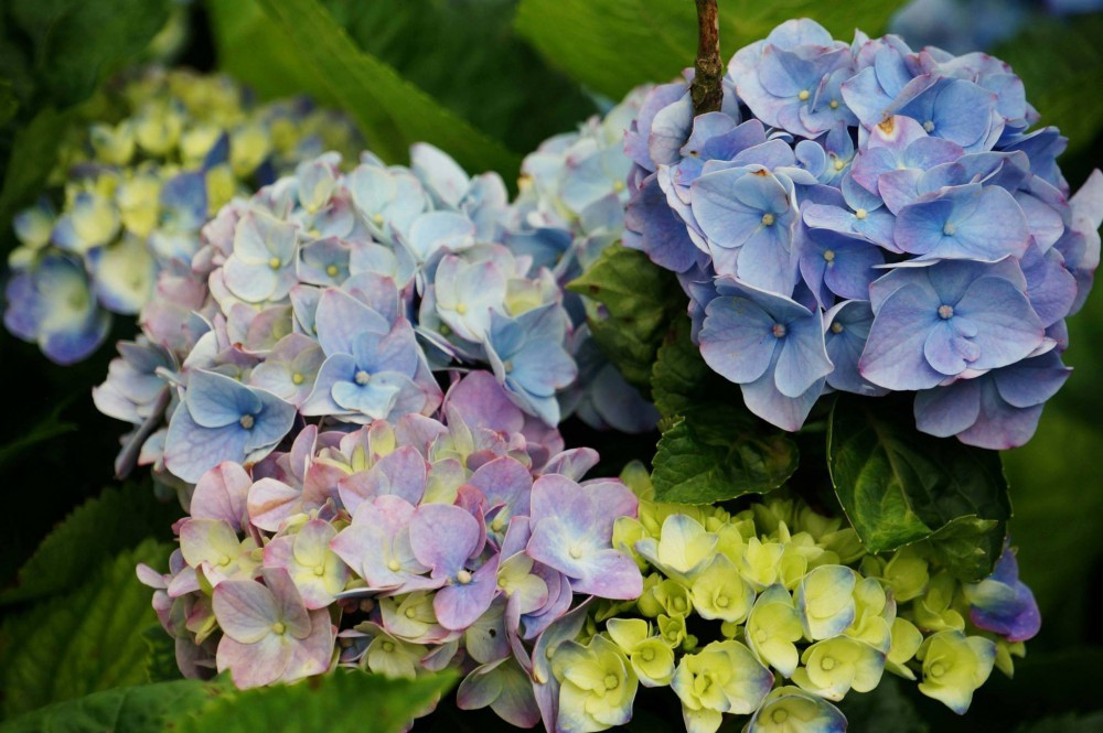 Photo from FB@大梯田花卉生態農園