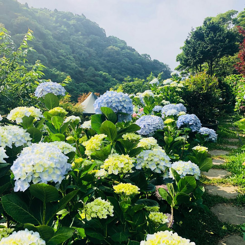 Photo from FB@大梯田花卉生態農園