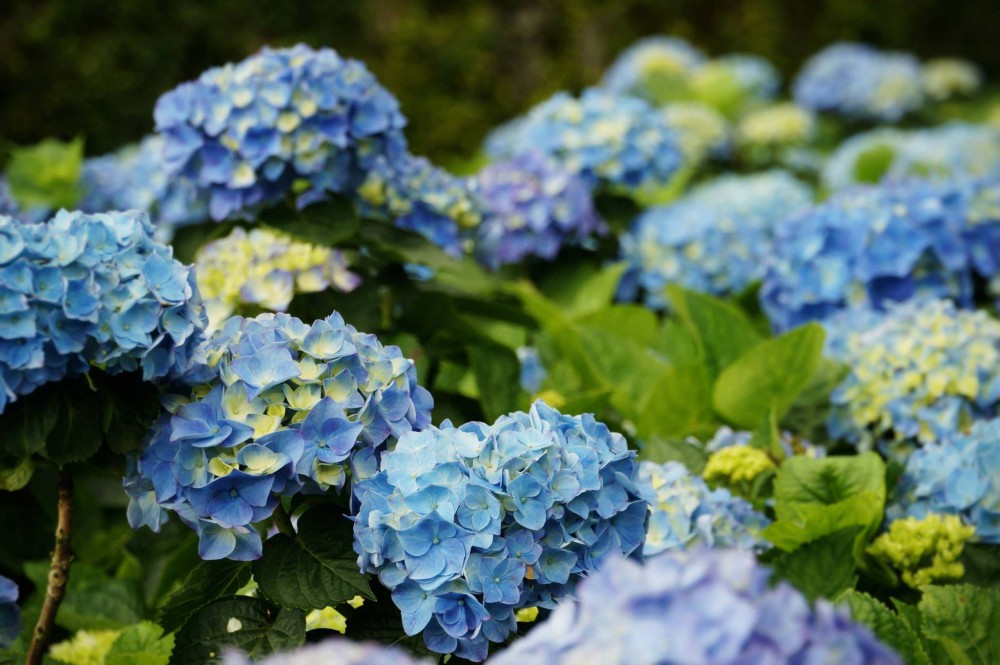 Photo from FB@大梯田花卉生態農園