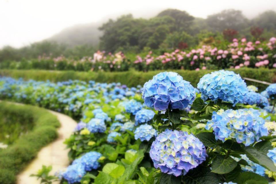 Photo from FB@大梯田花卉生態農園