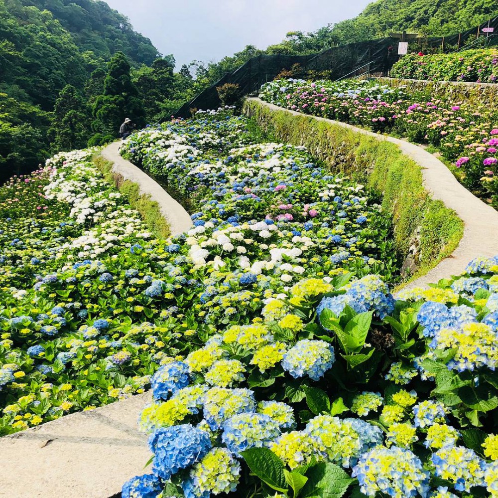 Photo from FB@大梯田花卉生態農園