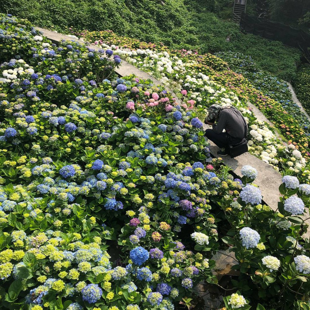 Photo from FB@大梯田花卉生態農園