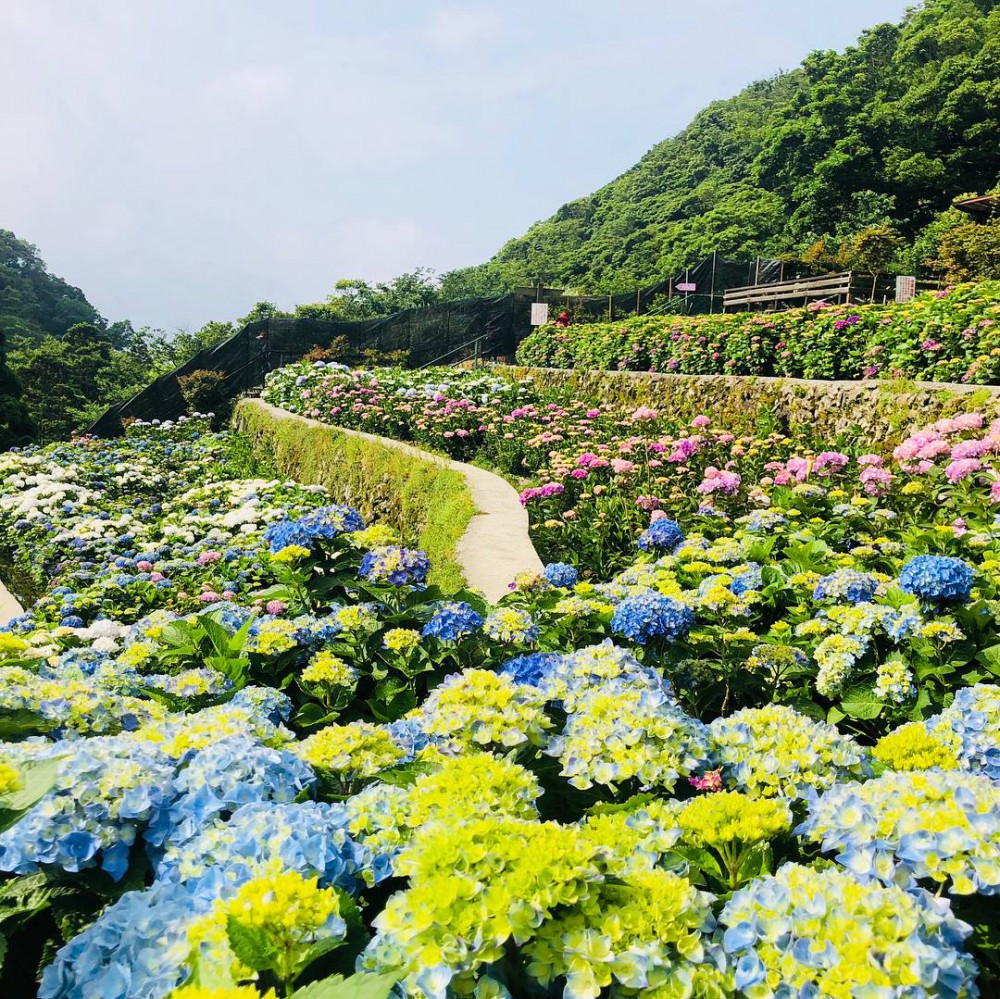 Photo from FB@大梯田花卉生態農園