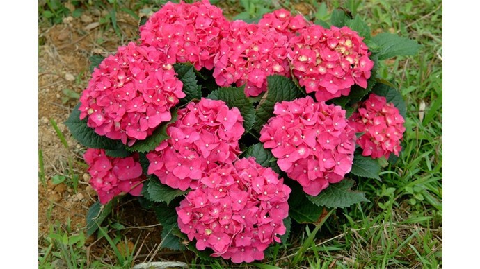 嘉道理農場暨植物園