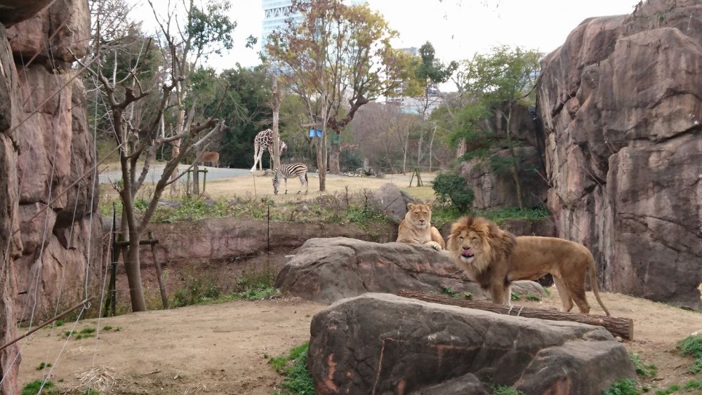 Photo from FB@Tennojizoo