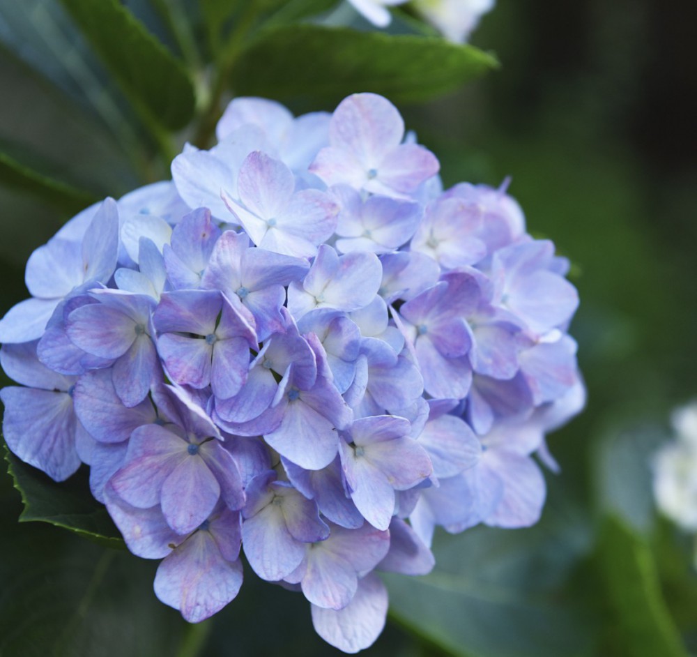 嘉道理農場暨植物園