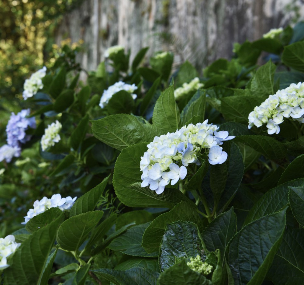 嘉道理農場暨植物園