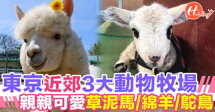 親親可愛草泥馬、小綿羊！輕鬆易去！推介3大東京近郊動物牧場～