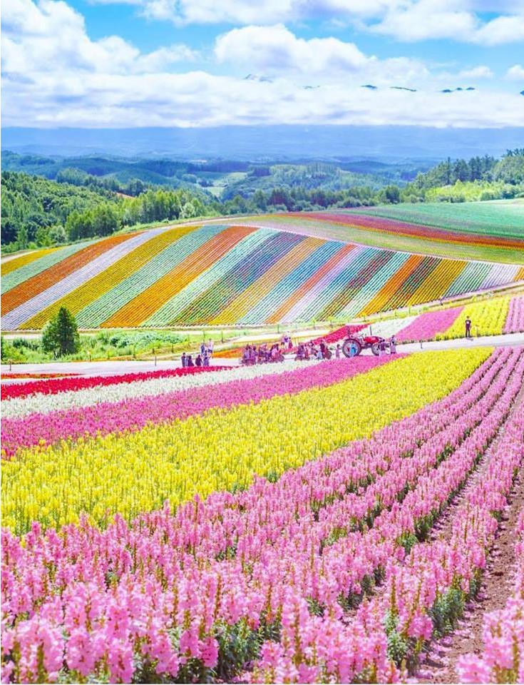 Farm Tomita