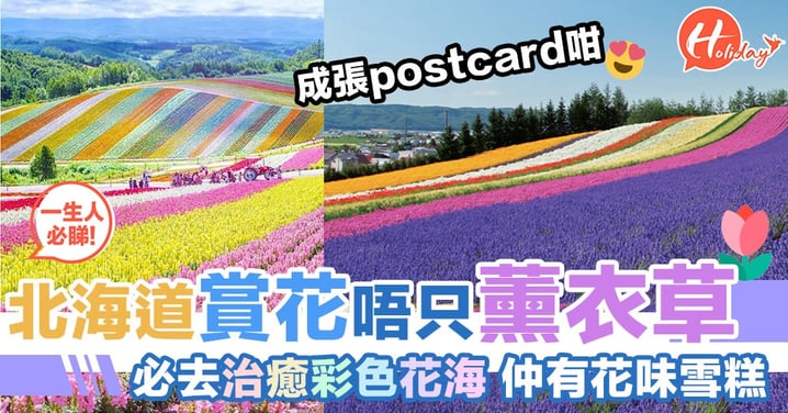 北海道有個彩虹花田！超治癒七彩顏色花海～每年種植花種都唔同，色彩都會改變！
