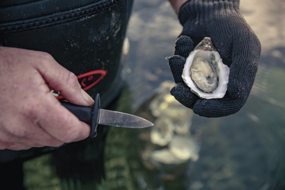 Pure Coffin Bay Oysters_3