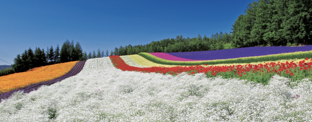 Farm Tomita