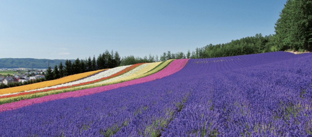 Farm Tomita