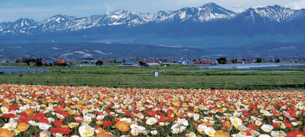Farm Tomita