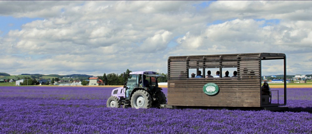 Farm Tomita