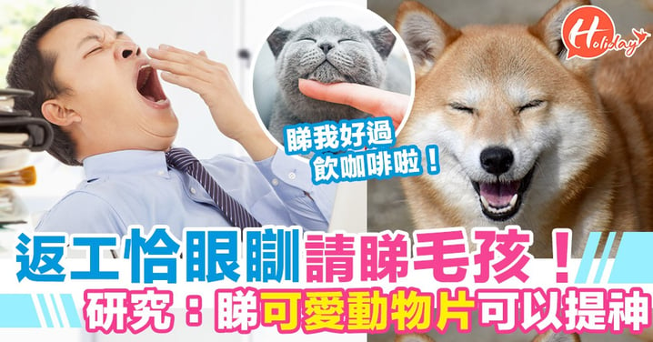 日本研究發現：睇可愛動物影片可以提神！返工恰眼瞓時請盡情睇毛孩！