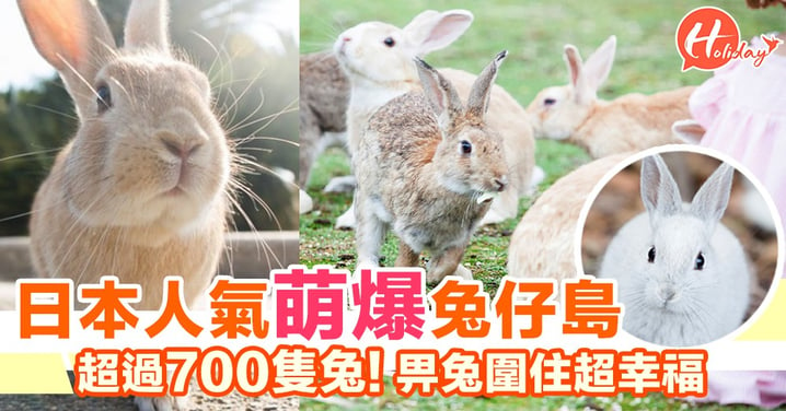 日本人氣萌爆兔仔島! 超過700隻兔! 畀兔兔圍住超幸福～