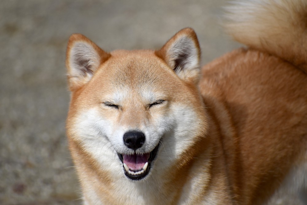 Shutterstock