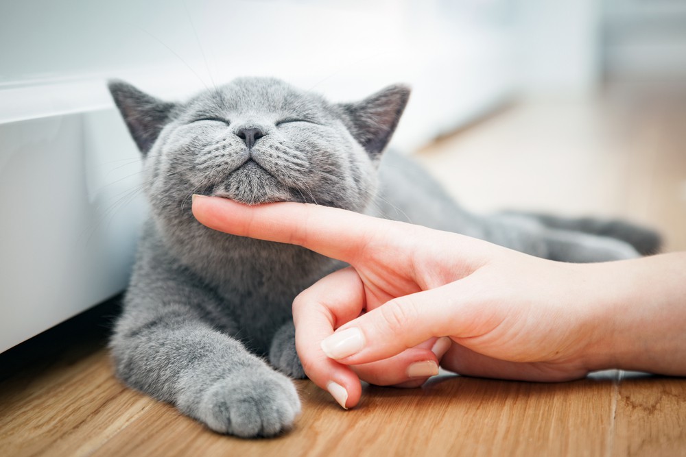 shutterstock_