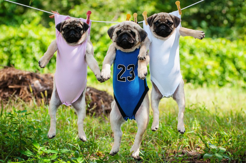 shutterstock_