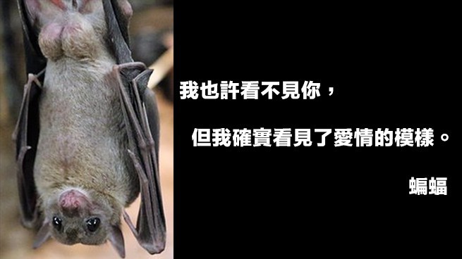 《Teepr 亮點新聞》