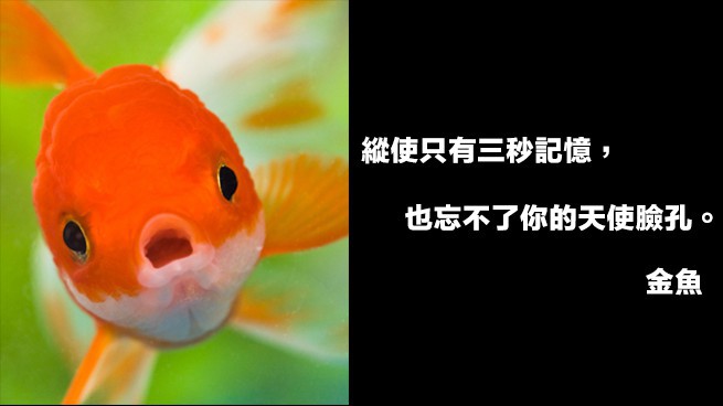 《Teepr 亮點新聞》