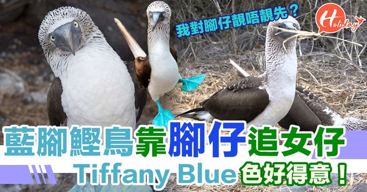 罕見怪鳥靠Tiffany Blue腳仔求偶！顏色愈靚愈容易吸引異性