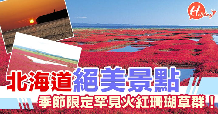 珊瑚草群落地！北海道能取湖上一片紅