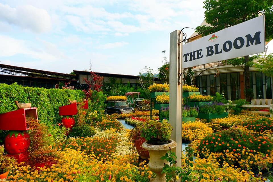 The Bloom by Tvpool Kaoyai@FB