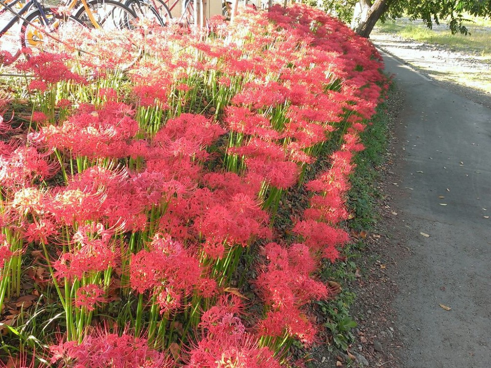 日高市觀光協會