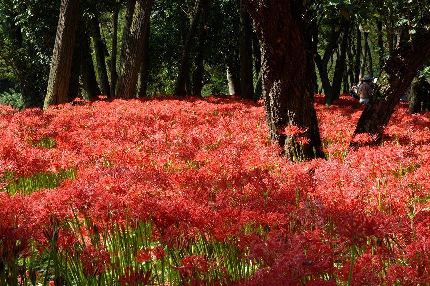 日高市觀光協會