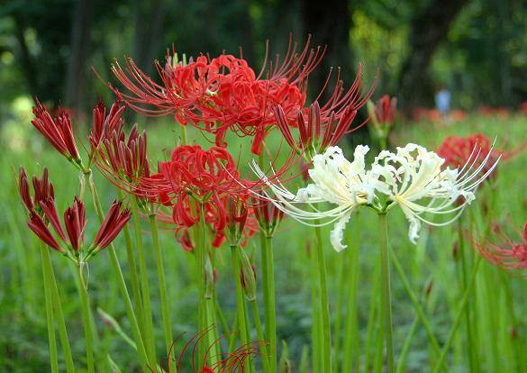 日高市觀光協會