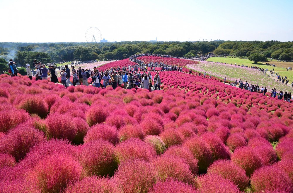 国営ひたち海浜公園