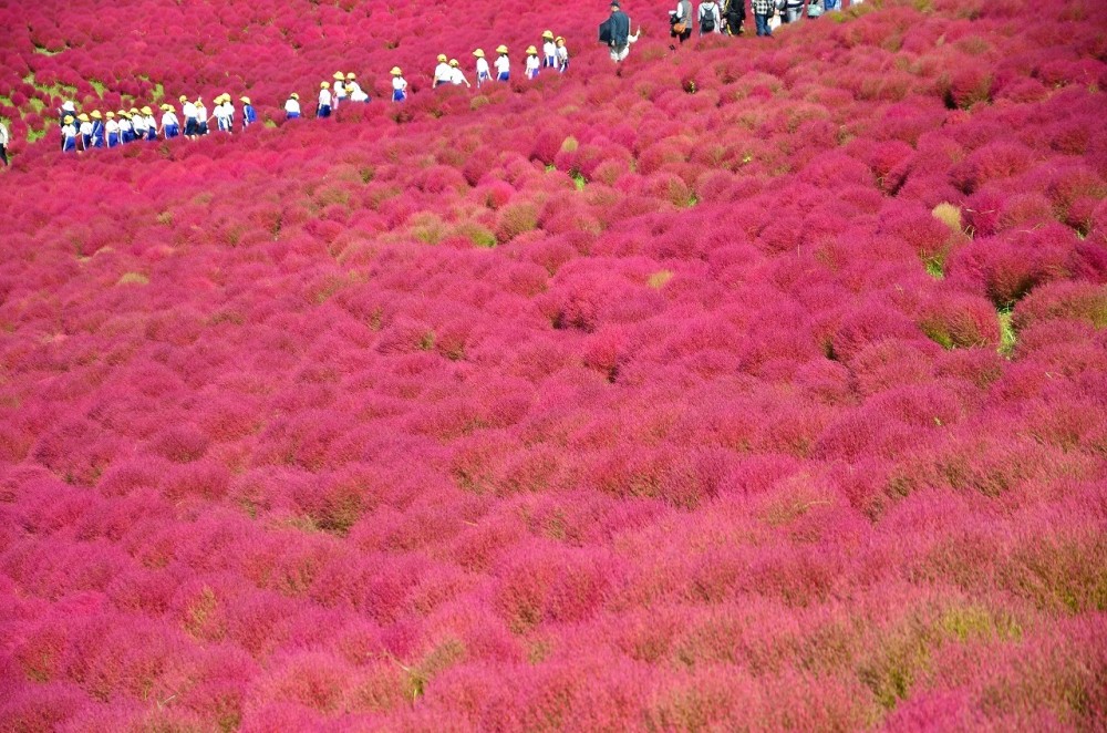 国営ひたち海浜公園