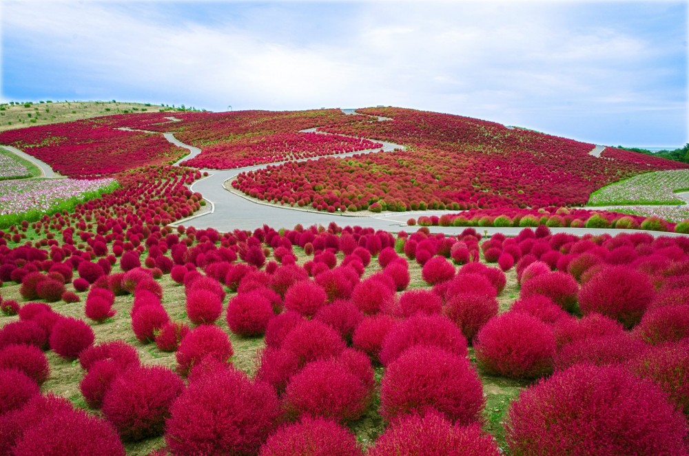 国営ひたち海浜公園